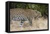 Leoprard (Panthera pardus), Savuti, Chobe National Park, Botswana, Africa-Sergio Pitamitz-Framed Stretched Canvas