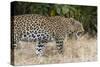 Leoprard (Panthera pardus), Savuti, Chobe National Park, Botswana, Africa-Sergio Pitamitz-Stretched Canvas