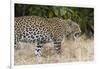 Leoprard (Panthera pardus), Savuti, Chobe National Park, Botswana, Africa-Sergio Pitamitz-Framed Photographic Print