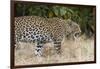 Leoprard (Panthera pardus), Savuti, Chobe National Park, Botswana, Africa-Sergio Pitamitz-Framed Photographic Print