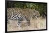 Leoprard (Panthera pardus), Savuti, Chobe National Park, Botswana, Africa-Sergio Pitamitz-Framed Photographic Print