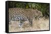 Leoprard (Panthera pardus), Savuti, Chobe National Park, Botswana, Africa-Sergio Pitamitz-Framed Stretched Canvas