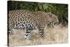 Leoprard (Panthera pardus), Savuti, Chobe National Park, Botswana, Africa-Sergio Pitamitz-Stretched Canvas