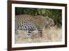 Leoprard (Panthera pardus), Savuti, Chobe National Park, Botswana, Africa-Sergio Pitamitz-Framed Photographic Print