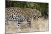 Leoprard (Panthera pardus), Savuti, Chobe National Park, Botswana, Africa-Sergio Pitamitz-Mounted Photographic Print