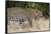 Leoprard (Panthera pardus), Savuti, Chobe National Park, Botswana, Africa-Sergio Pitamitz-Framed Stretched Canvas