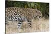 Leoprard (Panthera pardus), Savuti, Chobe National Park, Botswana, Africa-Sergio Pitamitz-Stretched Canvas