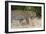 Leoprard (Panthera pardus), Savuti, Chobe National Park, Botswana, Africa-Sergio Pitamitz-Framed Photographic Print