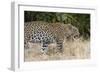 Leoprard (Panthera pardus), Savuti, Chobe National Park, Botswana, Africa-Sergio Pitamitz-Framed Photographic Print