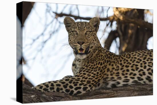 Leoprard (Panthera pardus), Savuti, Chobe National Park, Botswana, Africa-Sergio Pitamitz-Stretched Canvas