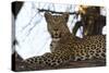 Leoprard (Panthera pardus), Savuti, Chobe National Park, Botswana, Africa-Sergio Pitamitz-Stretched Canvas