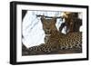 Leoprard (Panthera pardus), Savuti, Chobe National Park, Botswana, Africa-Sergio Pitamitz-Framed Photographic Print