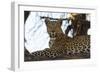 Leoprard (Panthera pardus), Savuti, Chobe National Park, Botswana, Africa-Sergio Pitamitz-Framed Photographic Print