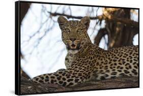 Leoprard (Panthera pardus), Savuti, Chobe National Park, Botswana, Africa-Sergio Pitamitz-Framed Stretched Canvas