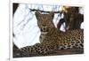 Leoprard (Panthera pardus), Savuti, Chobe National Park, Botswana, Africa-Sergio Pitamitz-Framed Photographic Print