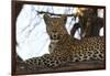 Leoprard (Panthera pardus), Savuti, Chobe National Park, Botswana, Africa-Sergio Pitamitz-Framed Photographic Print