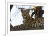 Leoprard (Panthera pardus), Savuti, Chobe National Park, Botswana, Africa-Sergio Pitamitz-Framed Photographic Print