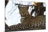 Leoprard (Panthera pardus), Savuti, Chobe National Park, Botswana, Africa-Sergio Pitamitz-Mounted Photographic Print