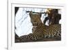 Leoprard (Panthera pardus), Savuti, Chobe National Park, Botswana, Africa-Sergio Pitamitz-Framed Photographic Print