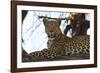 Leoprard (Panthera pardus), Savuti, Chobe National Park, Botswana, Africa-Sergio Pitamitz-Framed Photographic Print