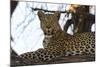 Leoprard (Panthera pardus), Savuti, Chobe National Park, Botswana, Africa-Sergio Pitamitz-Mounted Photographic Print