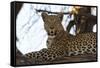 Leoprard (Panthera pardus), Savuti, Chobe National Park, Botswana, Africa-Sergio Pitamitz-Framed Stretched Canvas