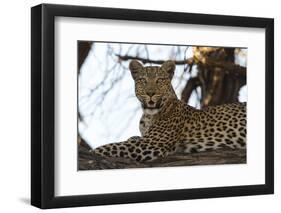 Leoprard (Panthera pardus), Savuti, Chobe National Park, Botswana, Africa-Sergio Pitamitz-Framed Photographic Print