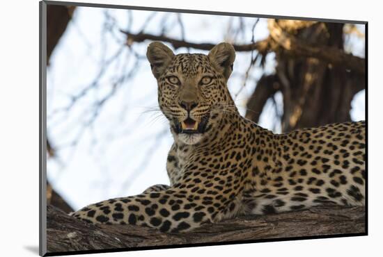 Leoprard (Panthera pardus), Savuti, Chobe National Park, Botswana, Africa-Sergio Pitamitz-Mounted Photographic Print