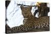 Leoprard (Panthera pardus), Savuti, Chobe National Park, Botswana, Africa-Sergio Pitamitz-Stretched Canvas