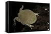Lepidobatrachus Laevis (Budgett's Frog, Escuerzo De Agua)-Paul Starosta-Framed Stretched Canvas