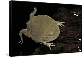 Lepidobatrachus Laevis (Budgett's Frog, Escuerzo De Agua)-Paul Starosta-Framed Stretched Canvas