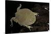 Lepidobatrachus Laevis (Budgett's Frog, Escuerzo De Agua)-Paul Starosta-Stretched Canvas