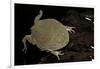 Lepidobatrachus Laevis (Budgett's Frog, Escuerzo De Agua)-Paul Starosta-Framed Photographic Print