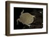 Lepidobatrachus Laevis (Budgett's Frog, Escuerzo De Agua)-Paul Starosta-Framed Photographic Print