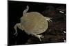 Lepidobatrachus Laevis (Budgett's Frog, Escuerzo De Agua)-Paul Starosta-Mounted Photographic Print