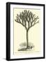 Lepidodendron Sternbergh, Restored-null-Framed Giclee Print