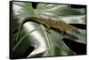 Lepidophyma Flavimaculatum (Bark Lizard)-Paul Starosta-Framed Stretched Canvas