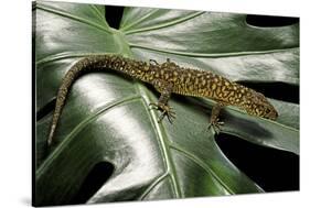 Lepidophyma Flavimaculatum (Bark Lizard)-Paul Starosta-Stretched Canvas