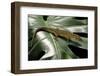 Lepidophyma Flavimaculatum (Bark Lizard)-Paul Starosta-Framed Photographic Print