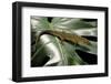 Lepidophyma Flavimaculatum (Bark Lizard)-Paul Starosta-Framed Photographic Print