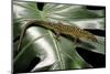 Lepidophyma Flavimaculatum (Bark Lizard)-Paul Starosta-Mounted Photographic Print