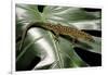 Lepidophyma Flavimaculatum (Bark Lizard)-Paul Starosta-Framed Photographic Print
