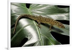 Lepidophyma Flavimaculatum (Bark Lizard)-Paul Starosta-Framed Photographic Print