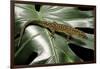 Lepidophyma Flavimaculatum (Bark Lizard)-Paul Starosta-Framed Photographic Print