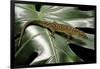 Lepidophyma Flavimaculatum (Bark Lizard)-Paul Starosta-Framed Photographic Print