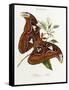 Lepidoptera: Phaloena Atlas, 1798-1799-Edward Donovan-Framed Stretched Canvas
