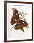 Lepidoptera: Phaloena Atlas, 1798-1799-Edward Donovan-Framed Giclee Print