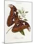 Lepidoptera: Phaloena Atlas, 1798-1799-Edward Donovan-Mounted Giclee Print