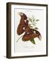 Lepidoptera: Phaloena Atlas, 1798-1799-Edward Donovan-Framed Giclee Print