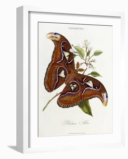 Lepidoptera: Phaloena Atlas, 1798-1799-Edward Donovan-Framed Giclee Print